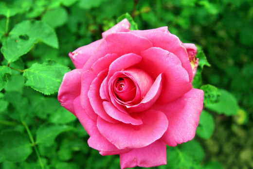 755680 (a): :2500x1666